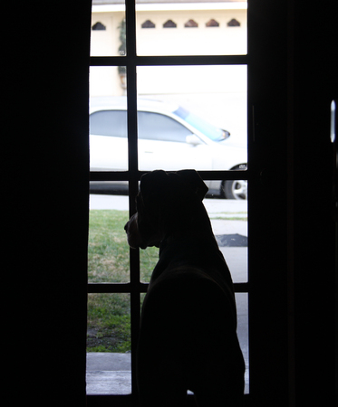 dog looking outsideの写真素材