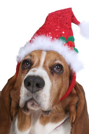 Basset Hound dog wearing a Santa hat for the holidays.