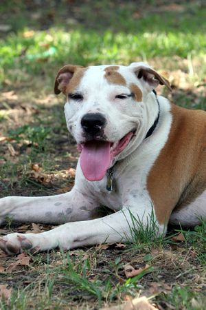 Pit bull terrier with brown and white spots and its tongue hanging outの写真素材