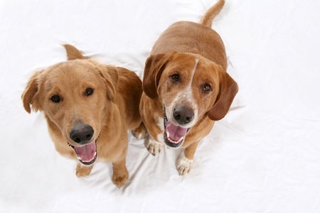 two golden lab dogs looking up; against high key backgroundの写真素材