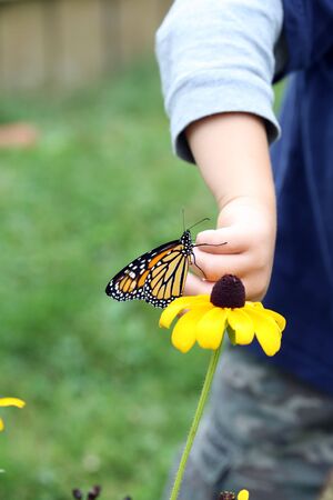 young child puttig monarch butterfly on a brown eyed susan flowerの写真素材