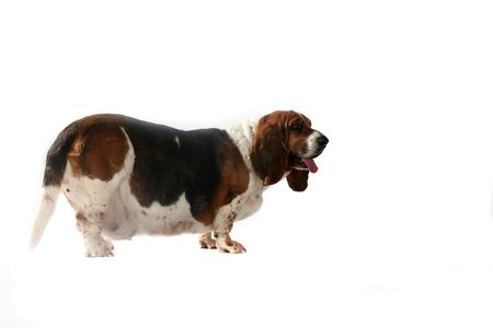 side view of fat basset hound dog with tongue out