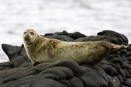 common seal on rocks on arranの写真素材