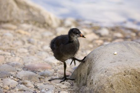 baby cootの写真素材