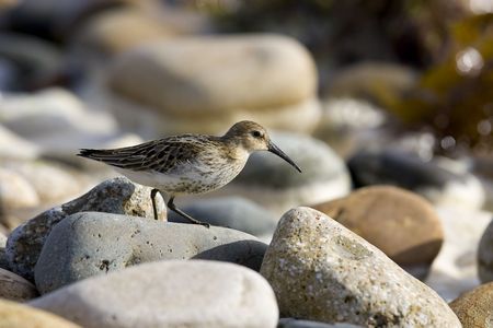 dunlin or calidris alpina on rocksの写真素材