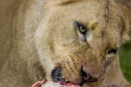 close up lioness feedingの写真素材