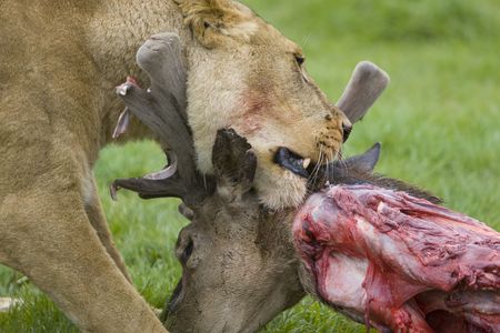 Lion feeding on Deerの写真素材