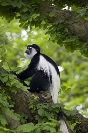 Black and White monkey sitting in treeの写真素材