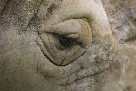 Rhino eyeの写真素材