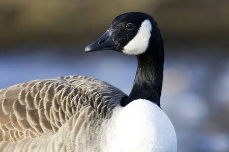 Canada Goose Portraitの写真素材