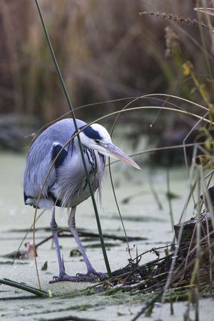 Grey Heron fishing standing on iceの写真素材