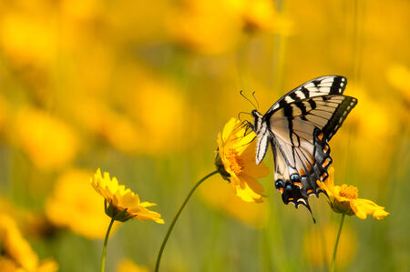 Eastern Tiger Swallowtailの写真素材
