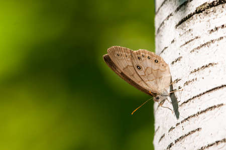 Appalachian Brownの写真素材
