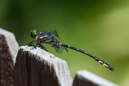 Arrow Clubtailの写真素材