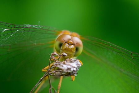 Autumn Meadowhawkの写真素材