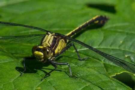Black-shouldered Spinylegの写真素材