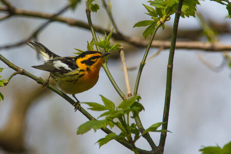 Blackburnian Warblerの写真素材