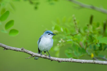 Blue-gray Gnatcatcherの写真素材