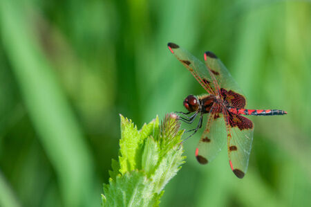 Calico Pennantの写真素材