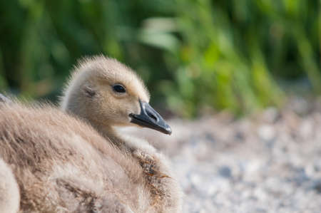 Canada Goose Goslingの写真素材