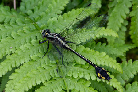 Cobra Clubtailの写真素材