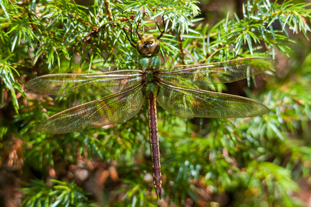 Common Green Darnerの写真素材