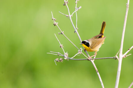 Common Yellowthroatの写真素材