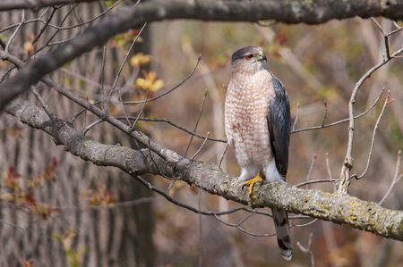 Cooper\\\\の写真素材