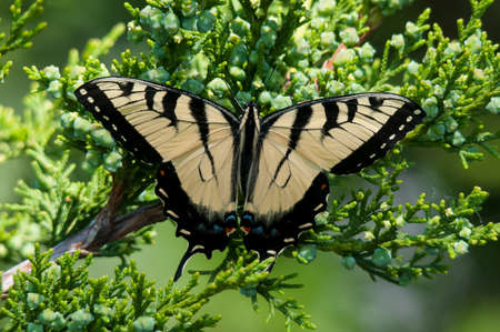 Eastern Tiger Swallowtailの写真素材