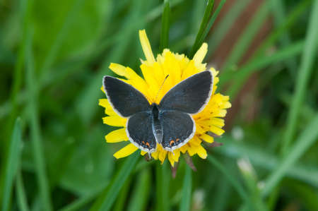 Eastern-tailed Blueの写真素材