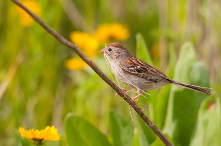 Field Sparrowの写真素材