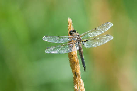 Four-spotted Skimmerの写真素材