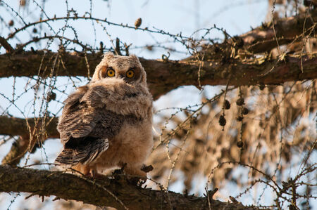 Great Horned Owletの写真素材