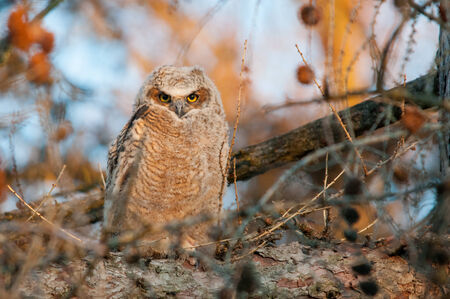 Great Horned Owletの写真素材