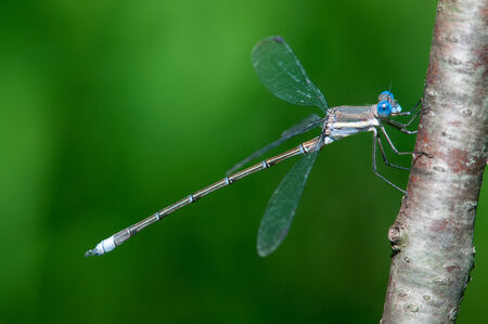 Great Spreadwing
