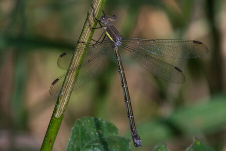 Great Spreadwing