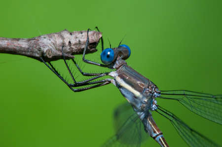 Great Spreadwingの写真素材