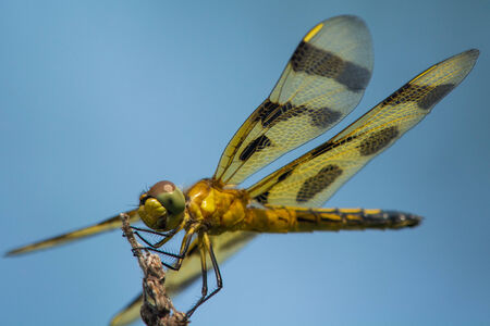Halloween Pennantの写真素材