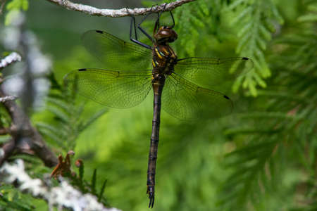 Hines Emerald