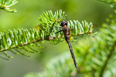 Hines Emeraldの写真素材