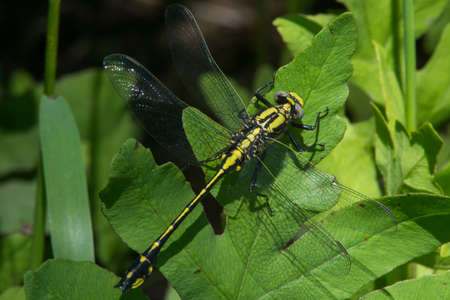 Midland Clubtailの写真素材