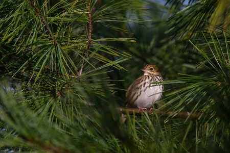 Ovenbird on the treeの写真素材