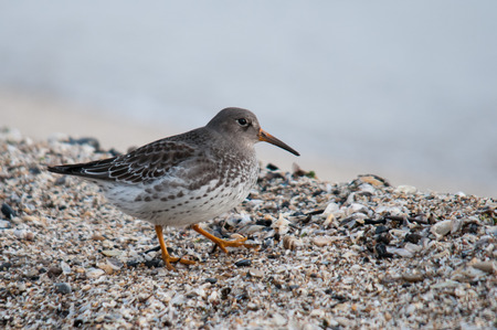 Purple Sandpiperの写真素材