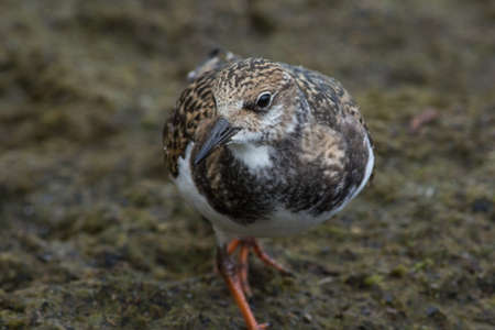 Ruddy Turnstoneの写真素材