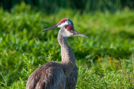 Sandhill Cranesの写真素材