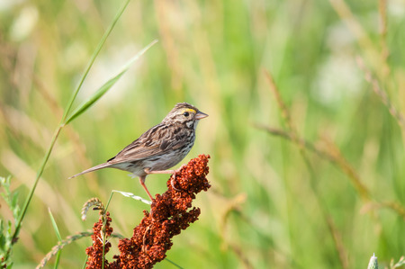 Savannah Sparrowの写真素材