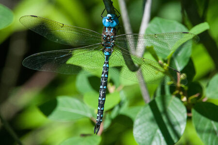 Spatterdock Darnerの写真素材