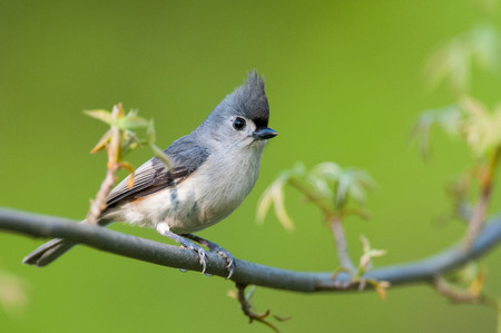 Tufted Titmouseの写真素材