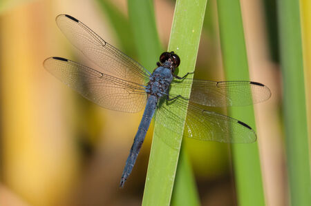 Slaty Skimmer