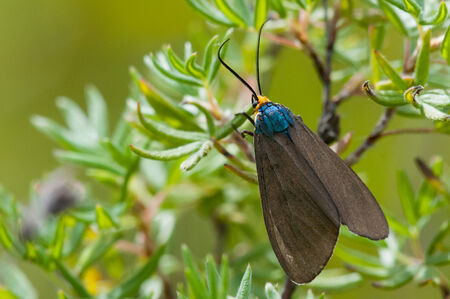 Virginia Ctenucha Tiger Mothの写真素材